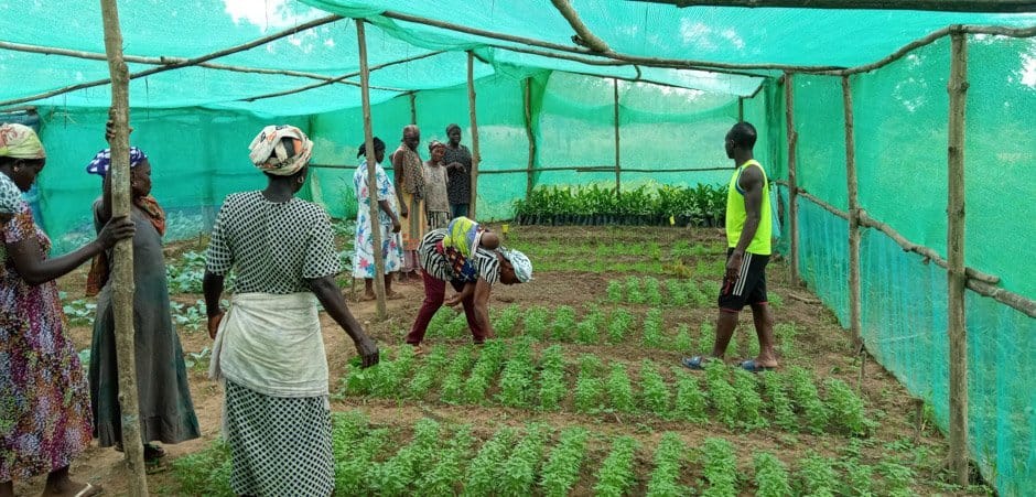 Project Introduction: Planting Trees in Ghana. The nursery, including the syntropic farming technique