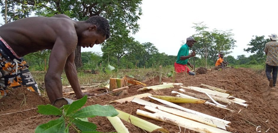 Project Introduction: Planting Trees in Ghana. Everybody gets involved, even those volunteering in exchange for their new business ideas.