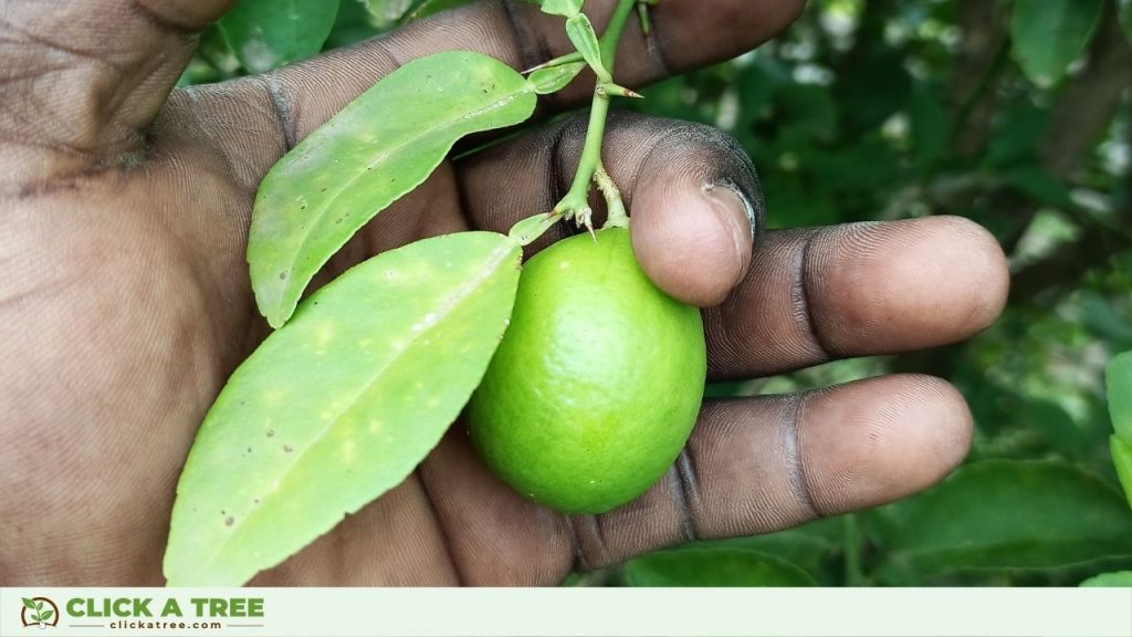 Die ersten Ernten im Click A Tree Projekt