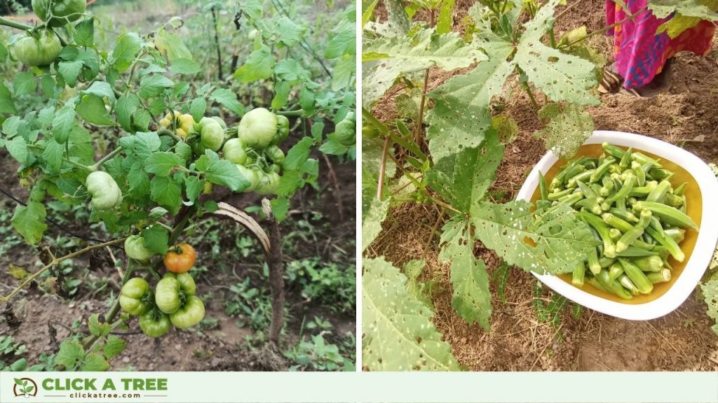 Die ersten Ernten in Ghana in Click A Tree's Aufforstungsprojekt.