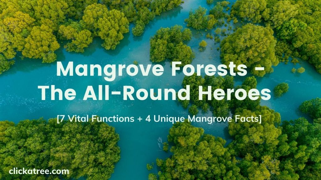 Mangrove Month Philippines1