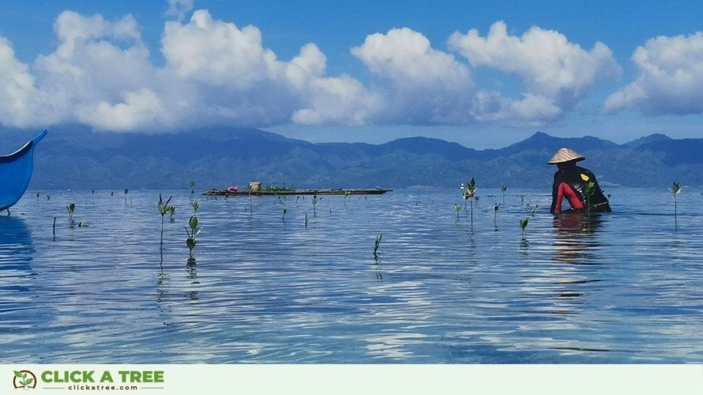 Mangrove Month Philippines