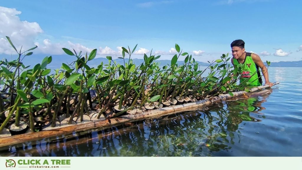 Mangrove Month Philippines4 1