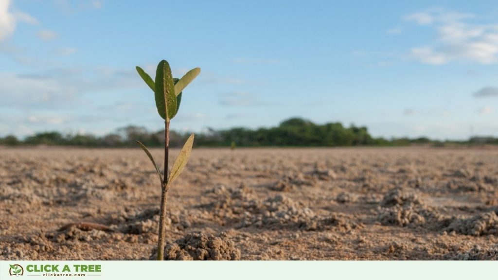 Mangrove Month Philippines5