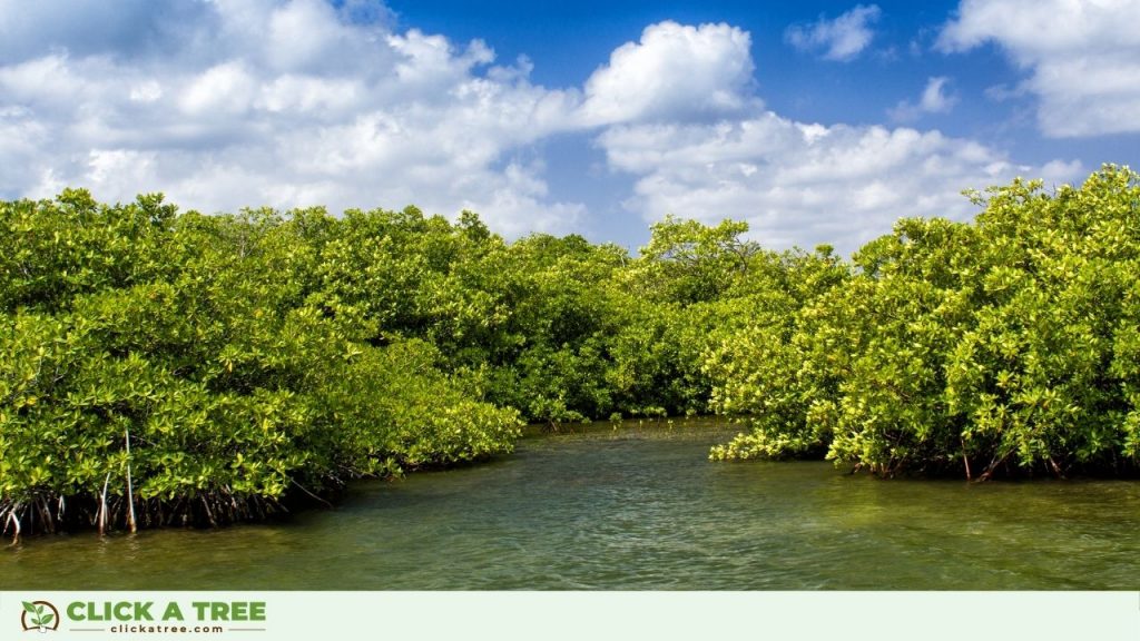 Mangrove Month Philippines6 1