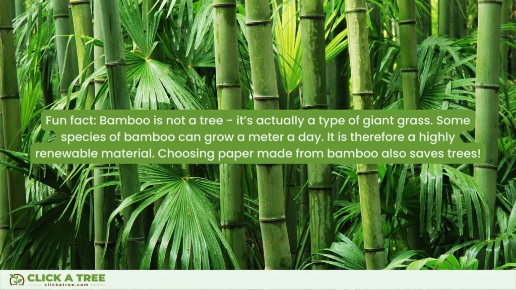 Fun Fact about bamboo
