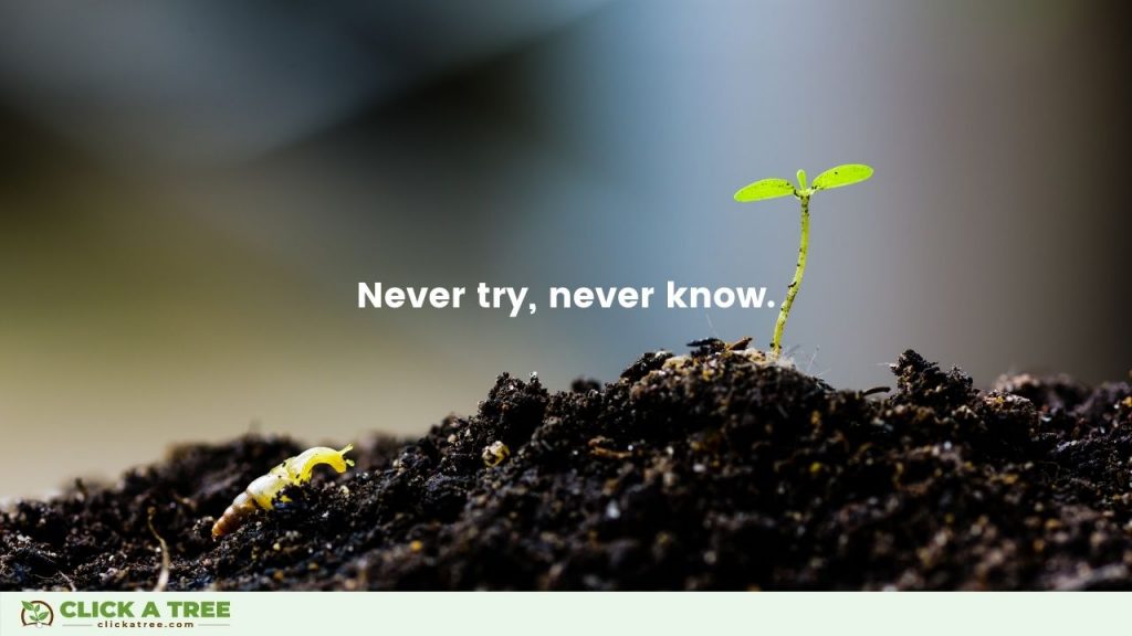 Never try never know. Inspirational Success Quotes about Business and Life by Chris Kaiser Founder of Click A Tree