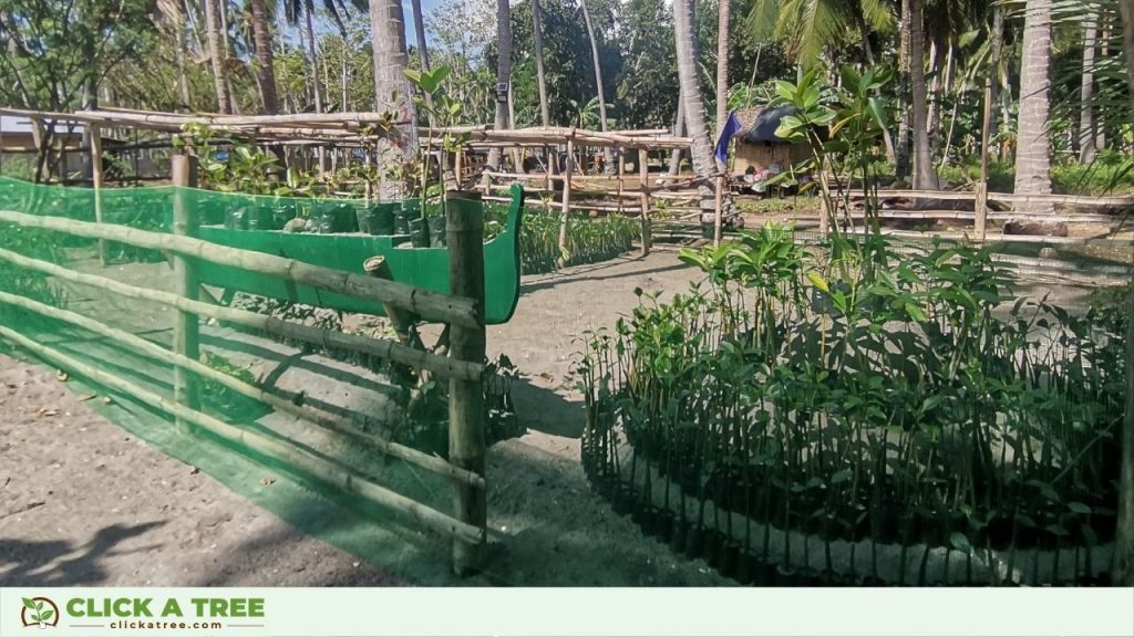 Die Baumschule Click A Tree's Aufforstungprojekts in den Philippinen