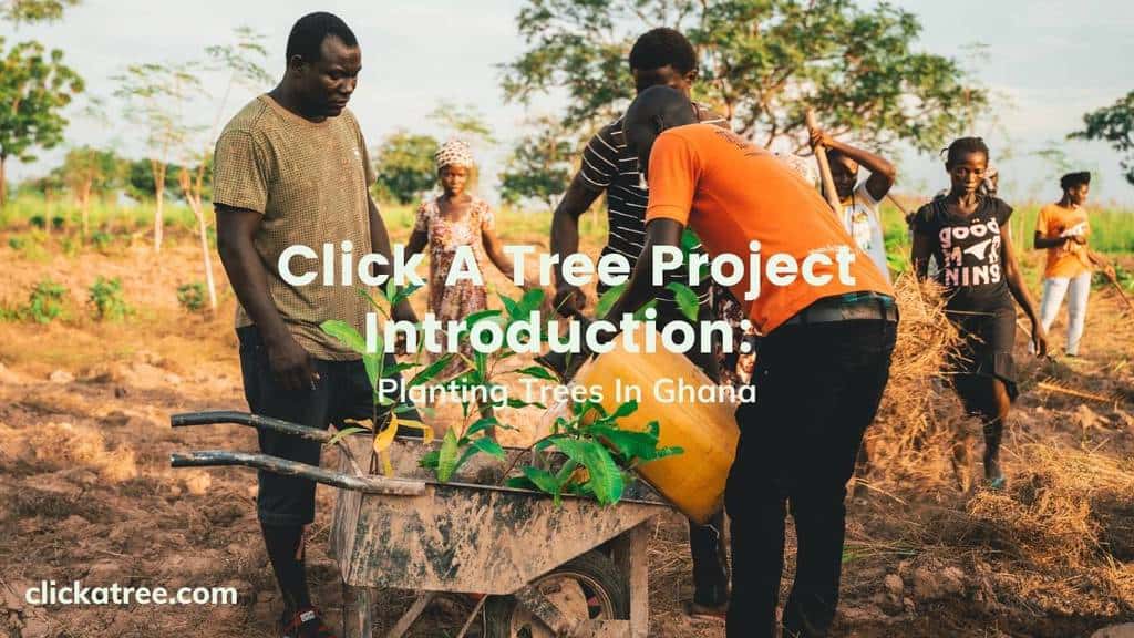 Planting Trees in Ghana Click A Tree