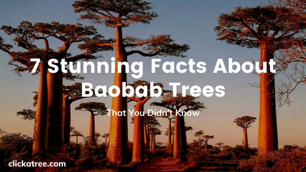 7 Stunning Facts about Baobab Trees