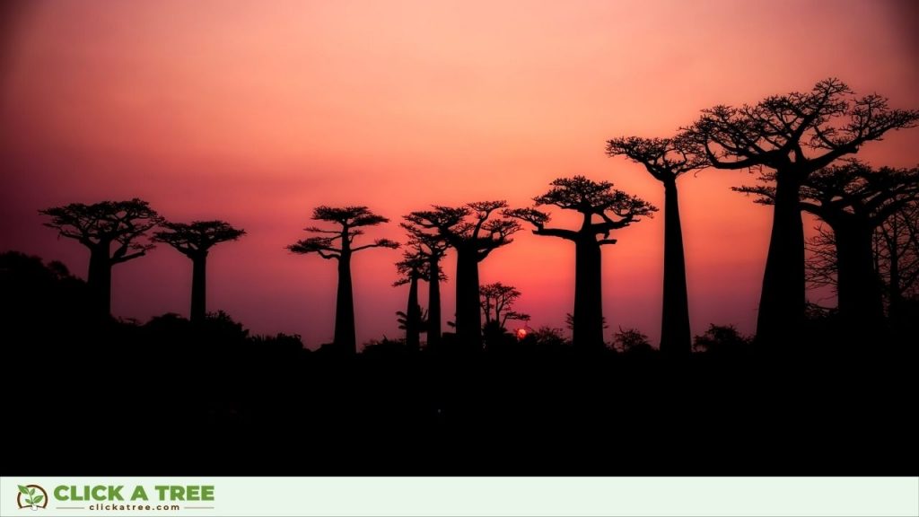 Baobab Trees at Sunset