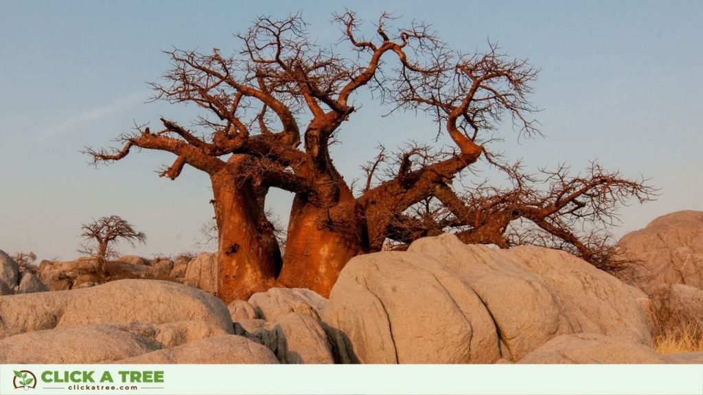 Baobab Tree at Sunrise.