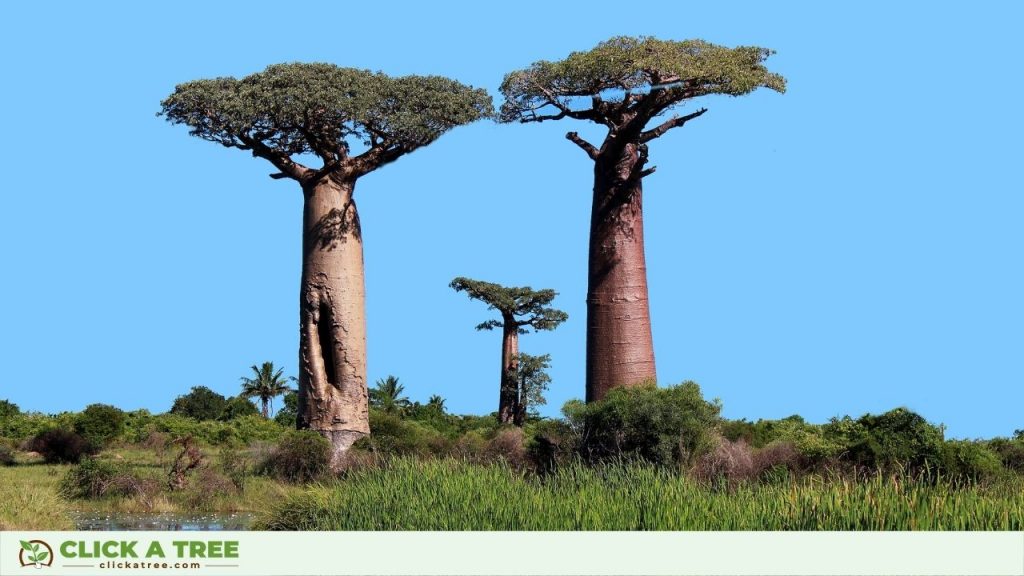 Baobab Trees with 30 metres of height.