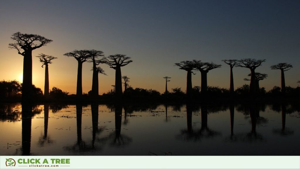 Baobab Trees Are Trees of Life
