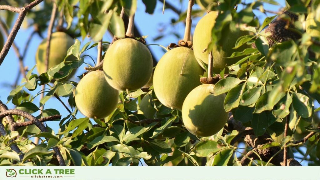 Baobab Fruits are Superfruits