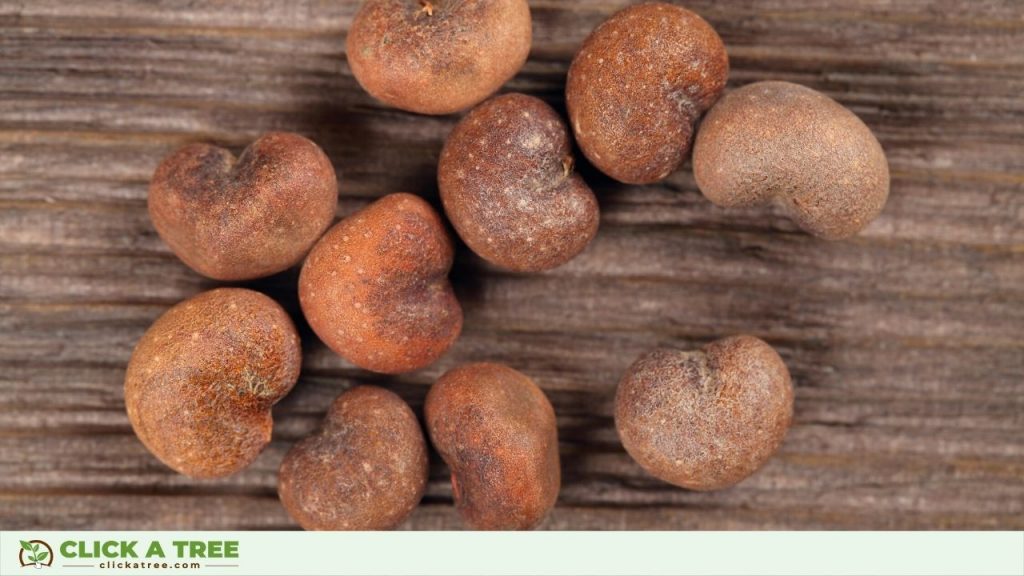 Baobab Tree Seeds