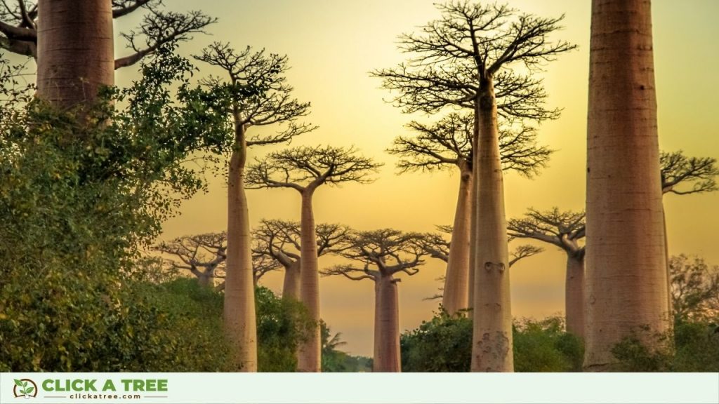 Baobab Tree Seeds