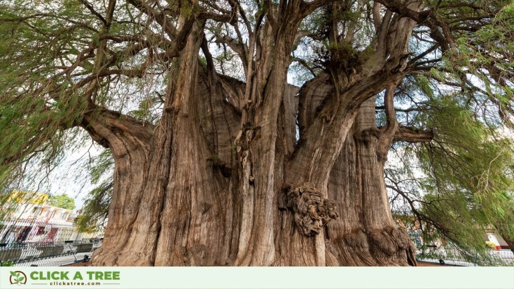 One of the largest trees in the world: Árbol del Tule in Oaxaca, Mexico