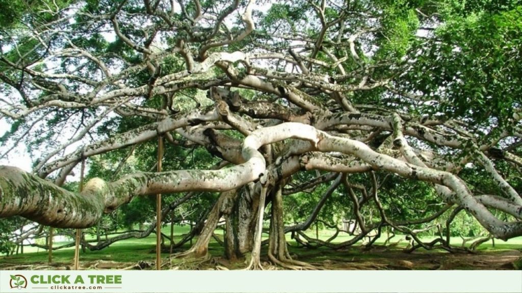 One of the largest trees in the world: Thimmamma Marrimanu in India