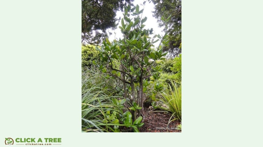 The rarest tree in the world: Three Kings Kaikomako in New Zealand