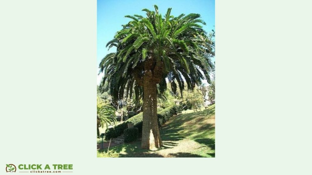 Wood’s cycad: The loneliest tree in the world in South Africa