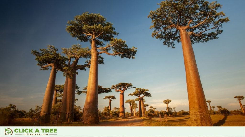 Baobab trees might soon become one of the rarest trees in the world.