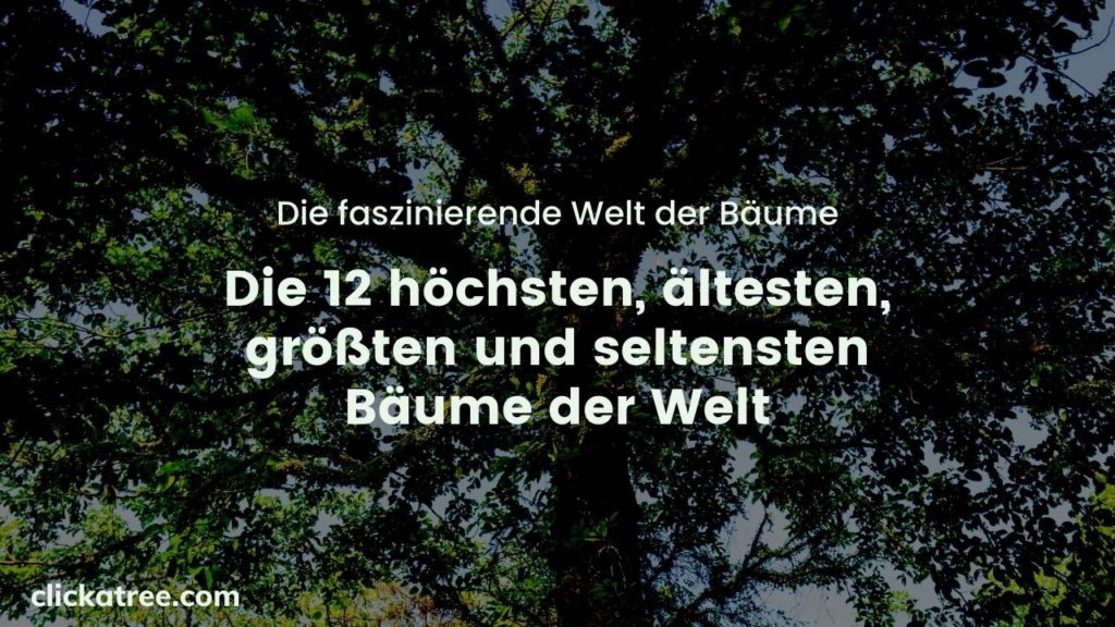 Die faszinierende Welt der Bäume - Die 12 höchsten, ältesten, größten und seltensten Bäume der Welt