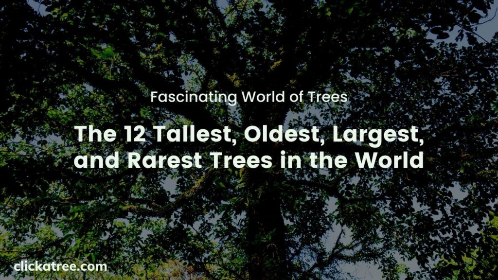 Fascinating World of Tree's: The 12 tallest, oldest, largest and rarest trees of the world 