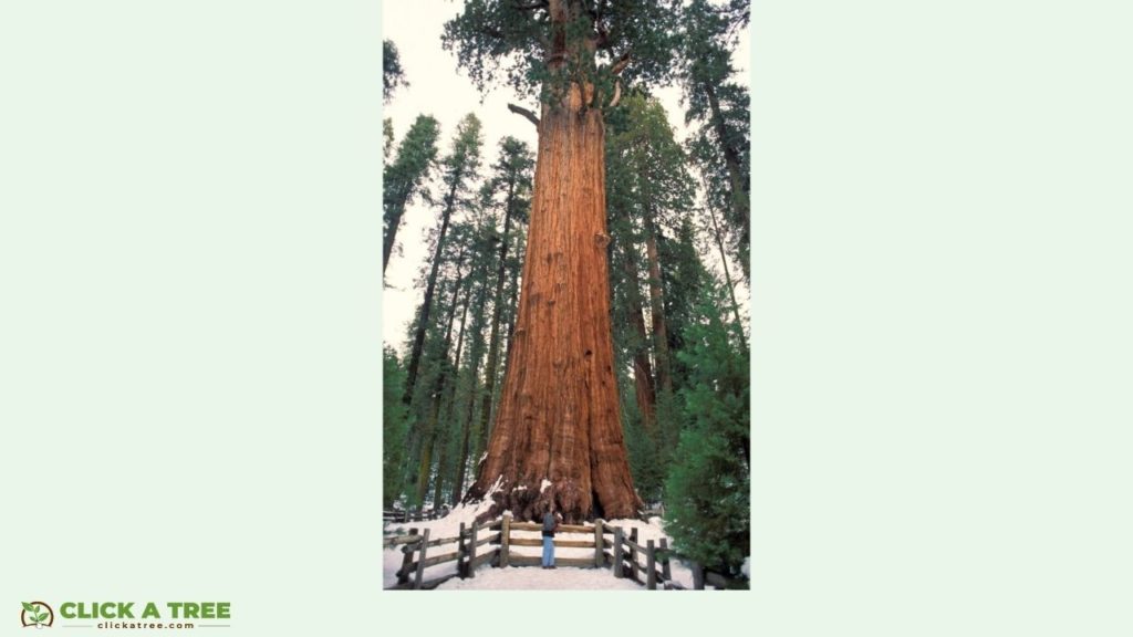 The tallest tree of the world: Hyperion in California