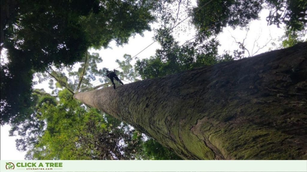 Einer der höchsten Bäume der Welt: Menara. Auch der höchste Baum in Asien.