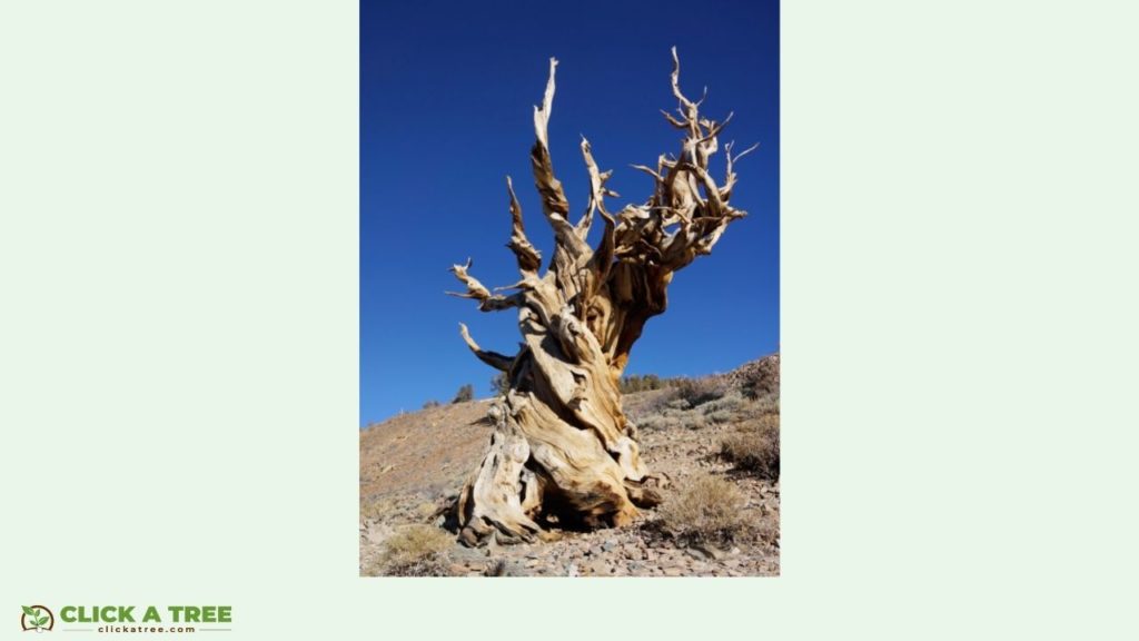 Oldest tree in the world is Methuselah in California