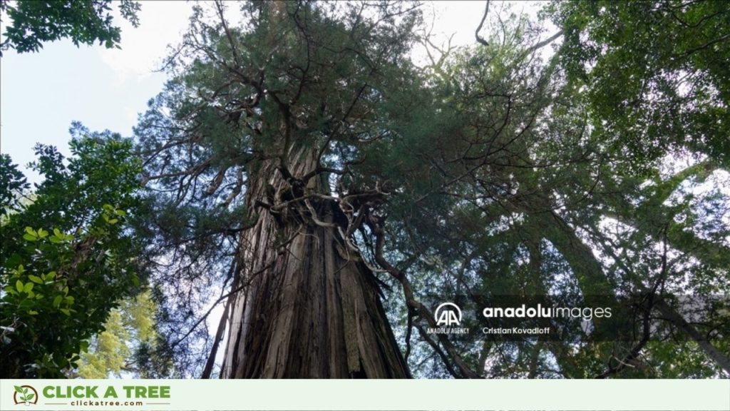 One of the oldest trees of the world: Alerce Milenario: The Great-Grandfather tree in Chile
