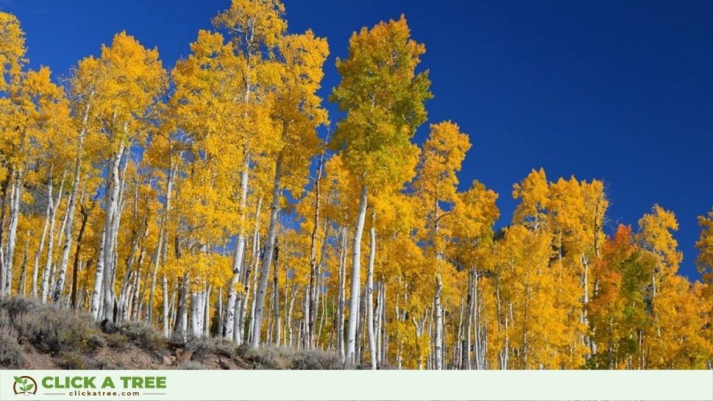One of the oldest clonal tree: Pando in Utah, USA