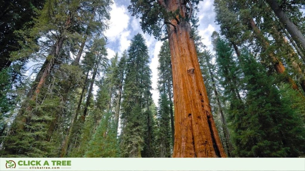 The largest tree of the world: General Sherman in California, USA