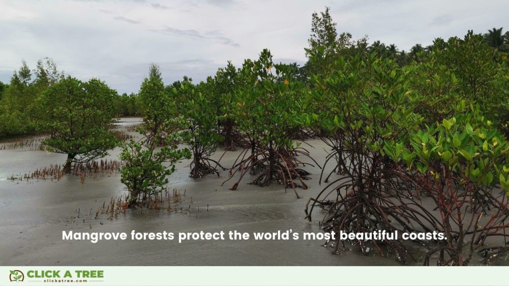 Mangrove forests protect the world’s most beautiful coasts.