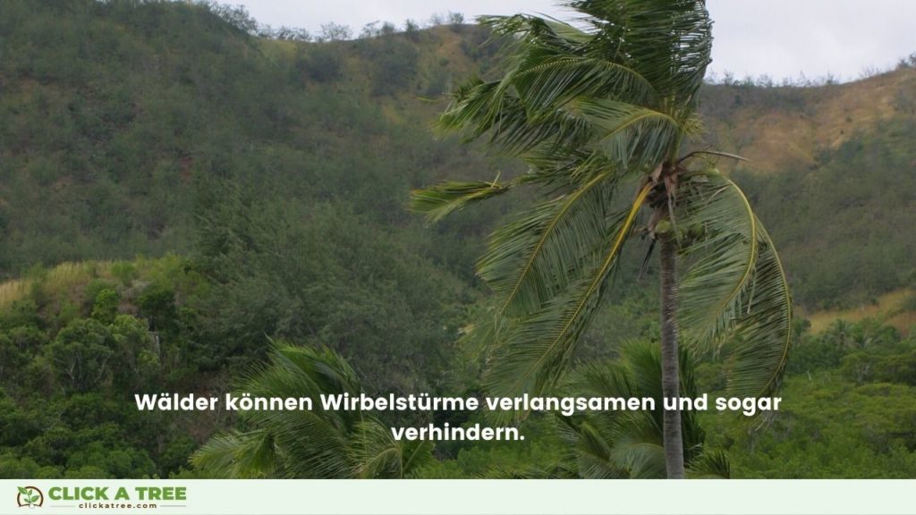 Waldfakten: Wälder können Wirbelstürme abschwächen und sogar verhindern.