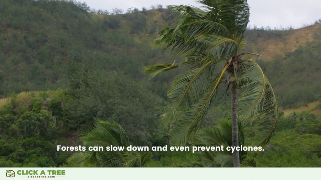 Forests can slow down and even prevent cyclones.