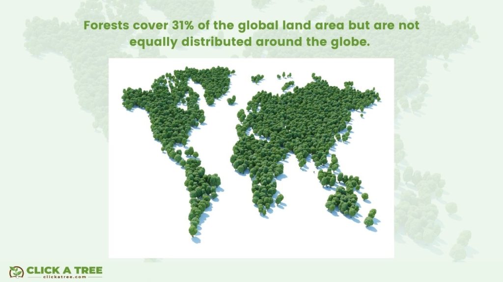 Forests cover 31% of the global land area but are not equally distributed around the globe. 
