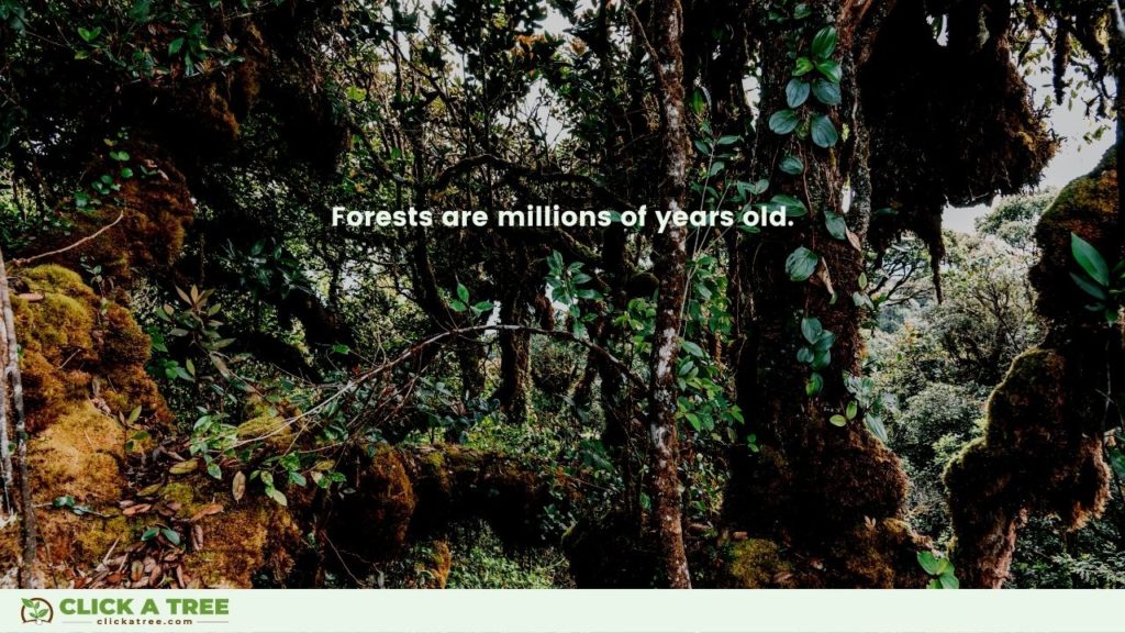 Forests are millions of years old.