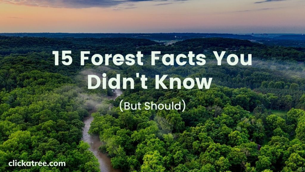 What is a forest? 15 Forest Facts You Didn't Know But Should
