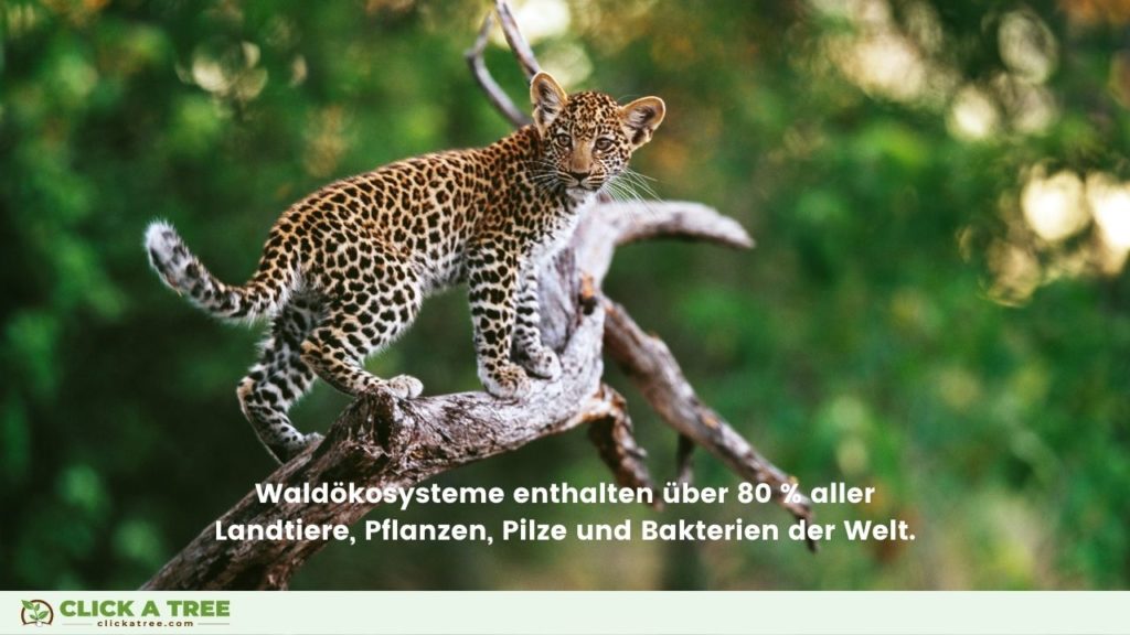 Über 80 % aller Landtiere, Pflanzen, Pilze und Bakterien der Welt leben in dem Ökosystem Wald.