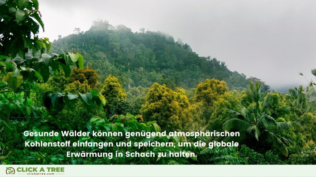 Gesunde Wälder können genügend Kohlenstoff (CO2) aus der Atmosphäre filtern und speichern, um den Treibhauseffekt in Schach zu halten. 