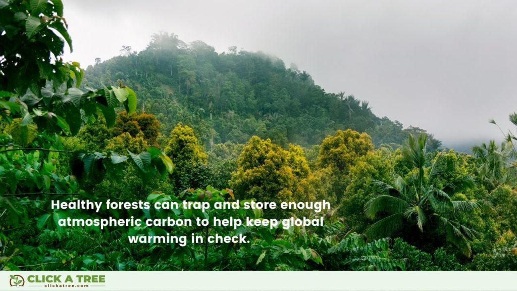 Forests Help Fight Global Warming