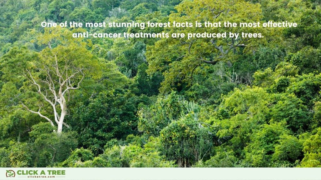 Forests Produce Cancer Treatments