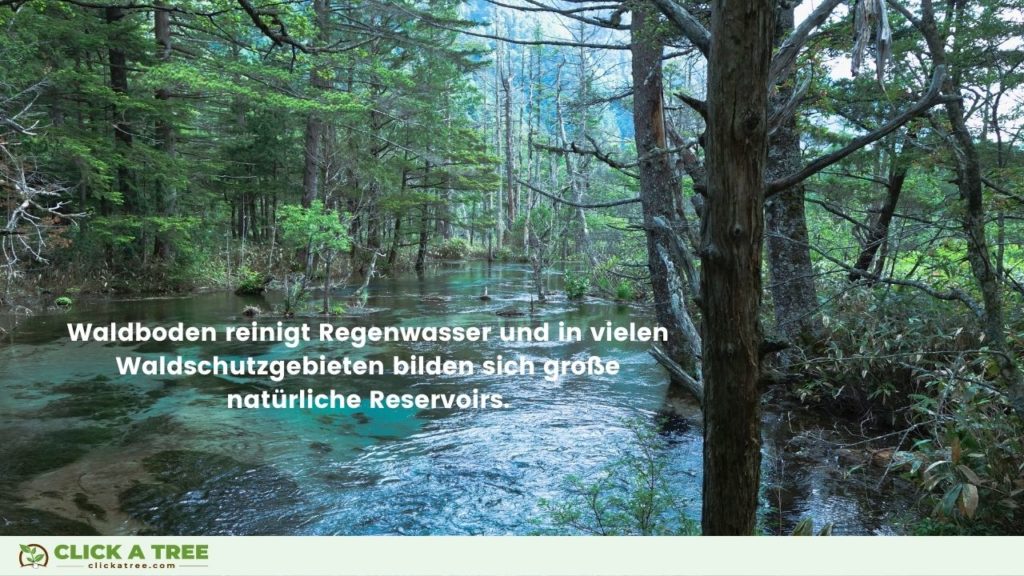 Der Waldboden reinigt das Regenwasser, so dass in vielen Waldschutzgebieten große Trinkwasserreserven zu finden sind. 