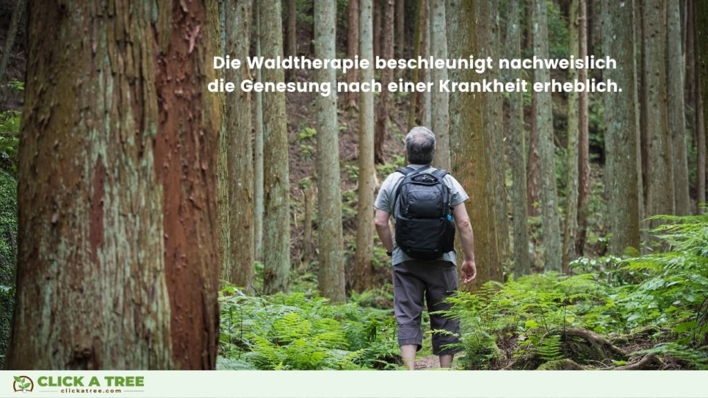 Es ist erwiesen, dass Wald-Therapie die Genesung nach einer Krankheit erheblich beschleunigt.