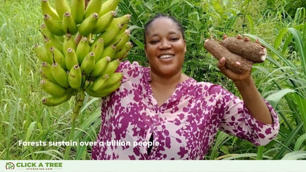 Our tree planting project in Ghana provides a safe food source for the community.