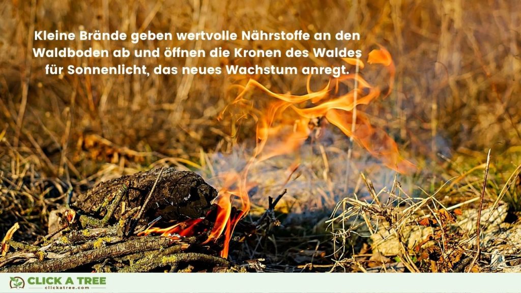 Kleine Brände setzen wertvolle Nährstoffe im Waldboden frei und öffnen die Walddecke für das Sonnenlicht, durch das dann neues Wachstum angeregt wird.