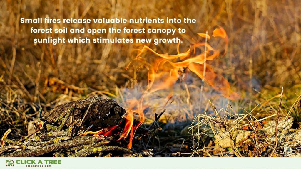 Forest fires can be devastating, causing damage to property and the environment.