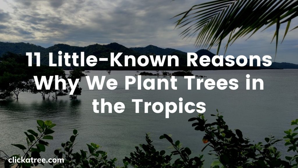 11 Little-Known Reasons Why Click A Tree Plants Trees in the Tropics